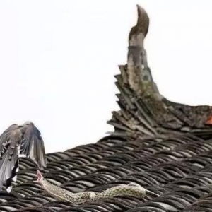 自古以来蛇进家为什么不能打？