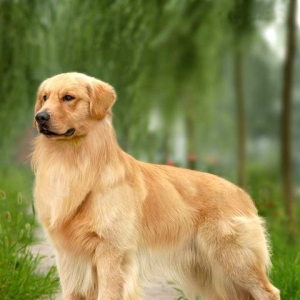 家里养狗是不是旺财？什么人不适合养？养猫对财运有好处？