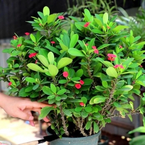 好男不娶虎刺梅，好女不嫁流光锤，虎刺梅和流光锤指啥？