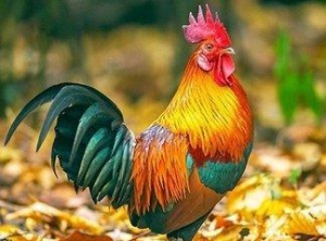 2023年属鸡不同年龄运势分析及每月运程详解大全