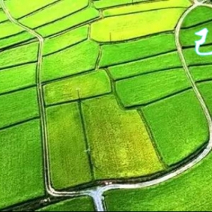 2024甲辰年丙寅月运(2024.2.4—3.4)己土日主运势指南