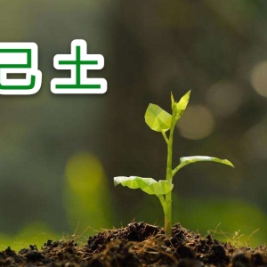 2024甲辰年丁卯月运之己土日主运势指南（3月5日-4月3日）