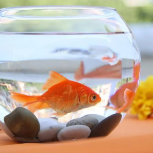 风水鱼缸该如何摆？周易这么说