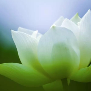 2024年辛未月运辛金日主运势指南7月6日—8月6日