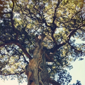 2024甲辰年壬申月运综述（2024.8.7—9.6）