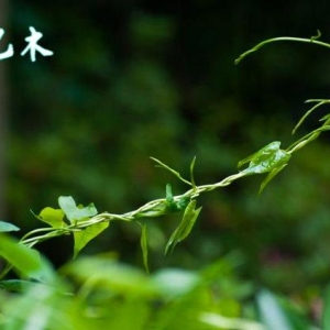 2025年己卯月乙木日主运势指南3月5日—4月3日